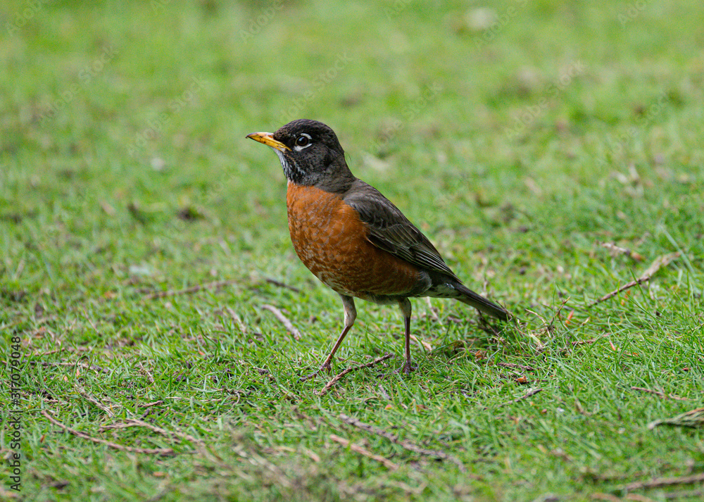 robin on green grass robin on green grass