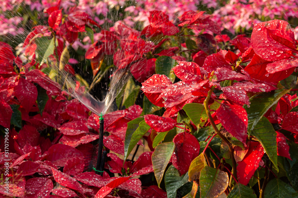 Red Poinsettia Flower, Euphorbia pulcherrima with dew drops Red Poinsettia Flower, Euphorbia pulcherrima with dew drops
