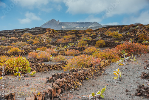 Stunning landscape with volcanic vineyards. Traditional wine production of Lanzarote. Canary Islands. Spain