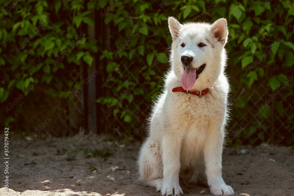 Obraz premium portrait of a dog