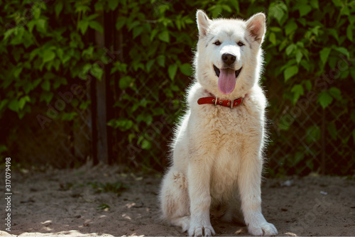 portrait of a dog