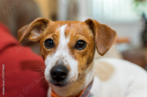 jack russell terrier © Steven Clough