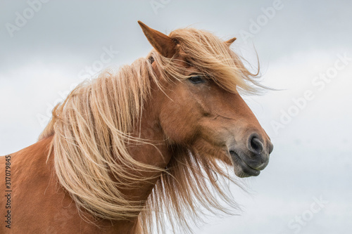 Icelandic mare 