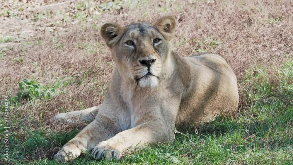 Asiatic lioness (Panthera leo persica). Lioness lies on grass. Asiatic lioness (Panthera leo persica). Lioness lies on grass.
