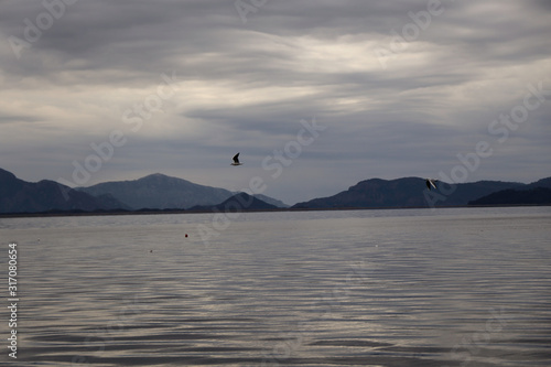 seagulls flying over the sea photo