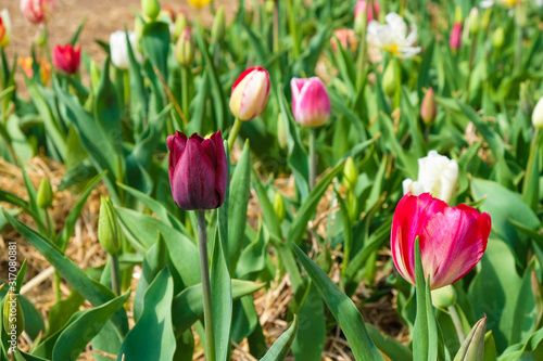 Purple  pink and white tulips are starting to bloom on the field in Ukraine.