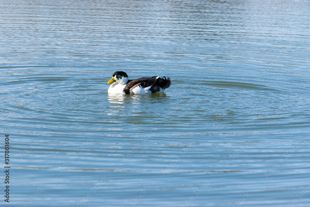 Bibbed Domestic Mallard Duck swimming in lake Bibbed Domestic Mallard Duck swimming in lake