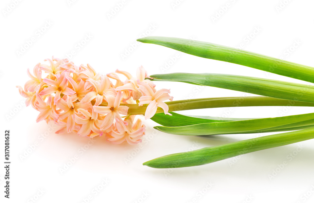 Fototapeta premium Gentle pink hyacinth.