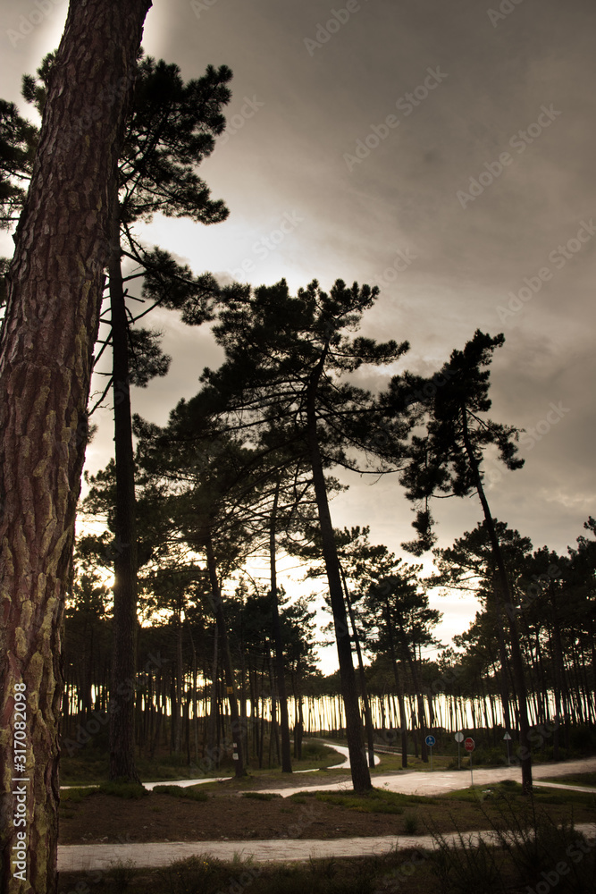 Naklejka premium floresta