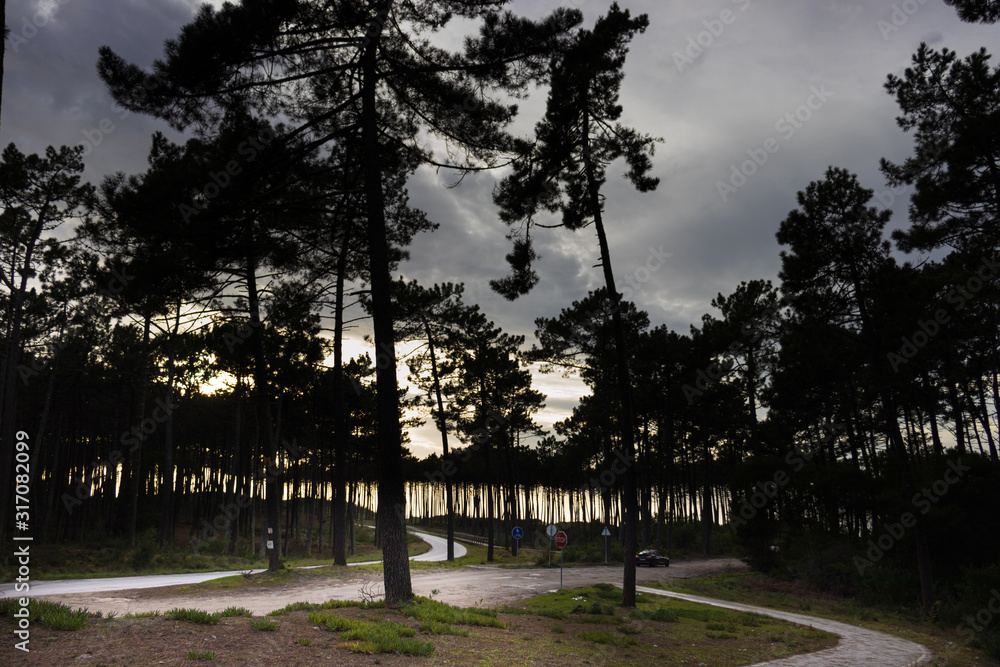 Obraz premium floresta