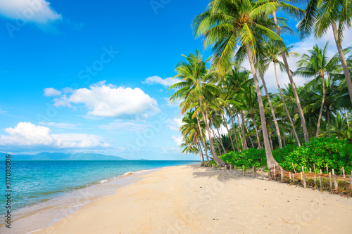 Fototapeta Naklejka Na Ścianę i Meble -  beach and coconut palm trees
