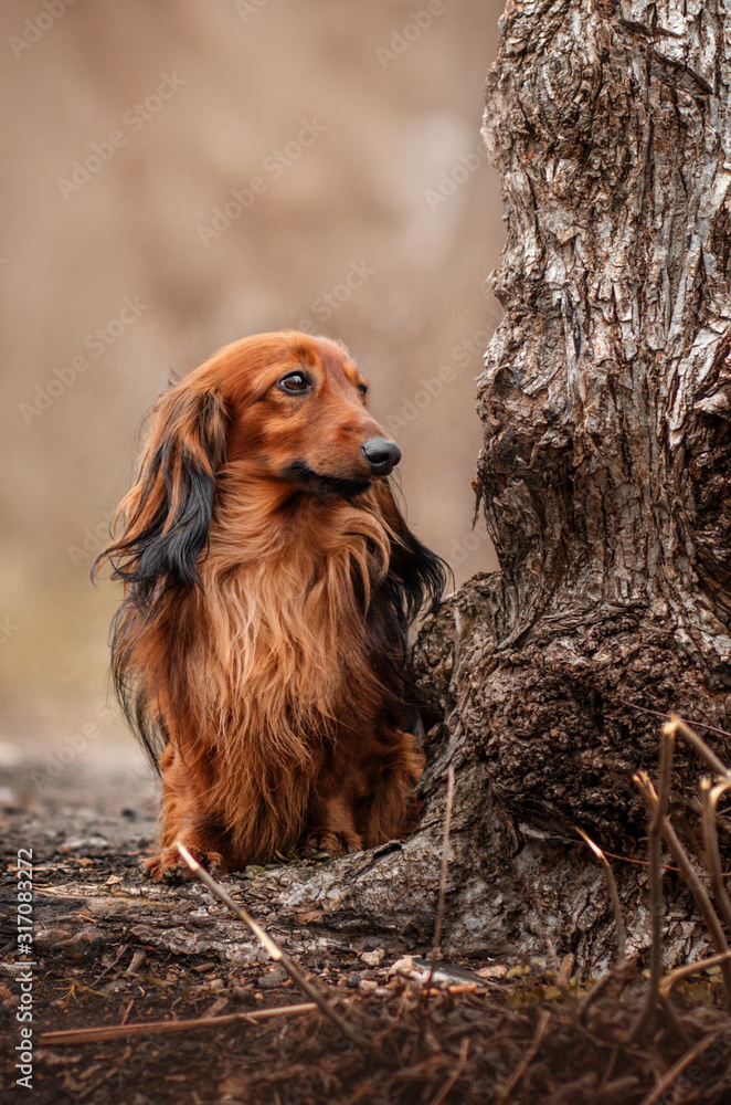 long-haired dachshund dog beautiful portrait autumn walk magic light