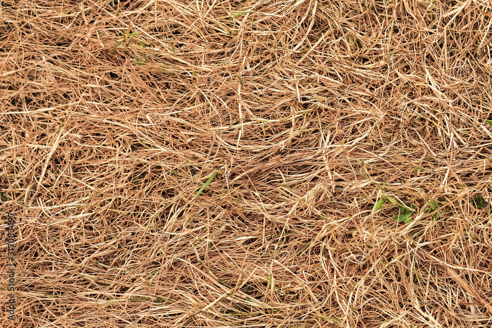background of dry july grass in the meadow background of dry july grass in the meadow