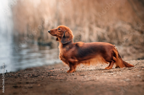 Foto long-haired dachshund dog beautiful portrait autumn walk magic light