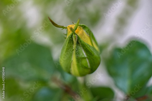 yellow rose