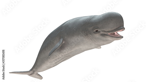 Fotografering Beluga whale smiling side view isolated on white background ready cutout 3d rend