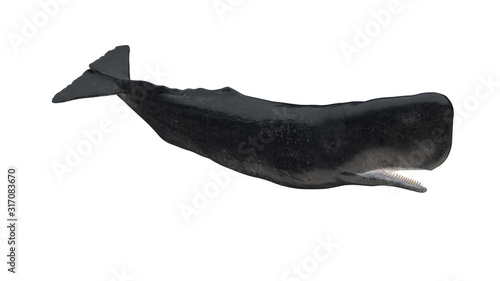 Isolated cachalot sperm whale tail down side profile view on white background open mouth 3d rendering photo