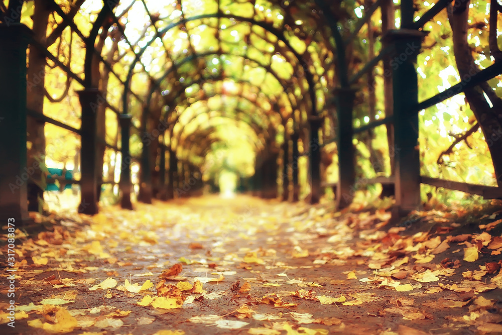 Naklejka premium autumn landscape of the Peterhof / autumn park in the petersburg, autumn season in the yellow park