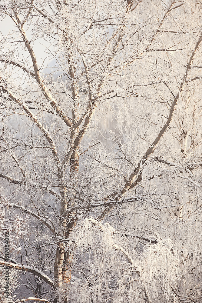 winter landscape in the forest / snowy weather in January, beautiful landscape in the snowy forest, a trip to the north winter landscape in the forest / snowy weather in January, beautiful landscape in the snowy forest, a trip to the north