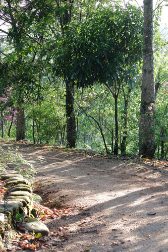path in the woods