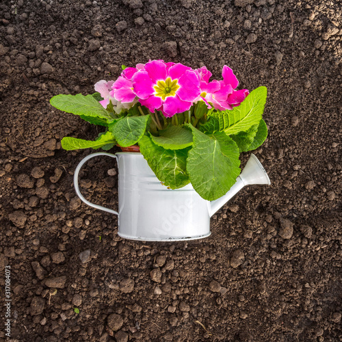 Gardening tools, hyacinth flowers, watering can and straw hat on soil background. Spring garden works concept. Horizontal layout with free text space captured from above (top view, flat lay)