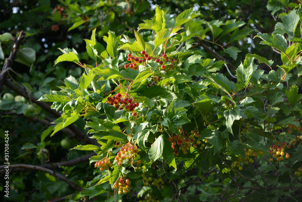 Viburnum bush with ripening berries. Garden in the july. Viburnum bush with ripening berries. Garden in the july.