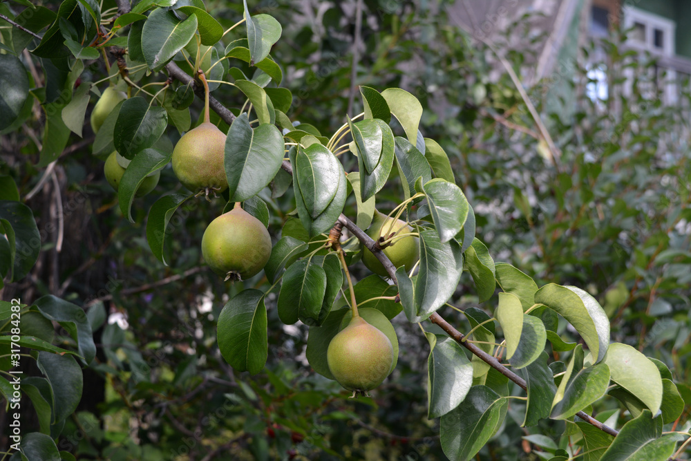 Pears on the branch of pear tree in summer country garden.