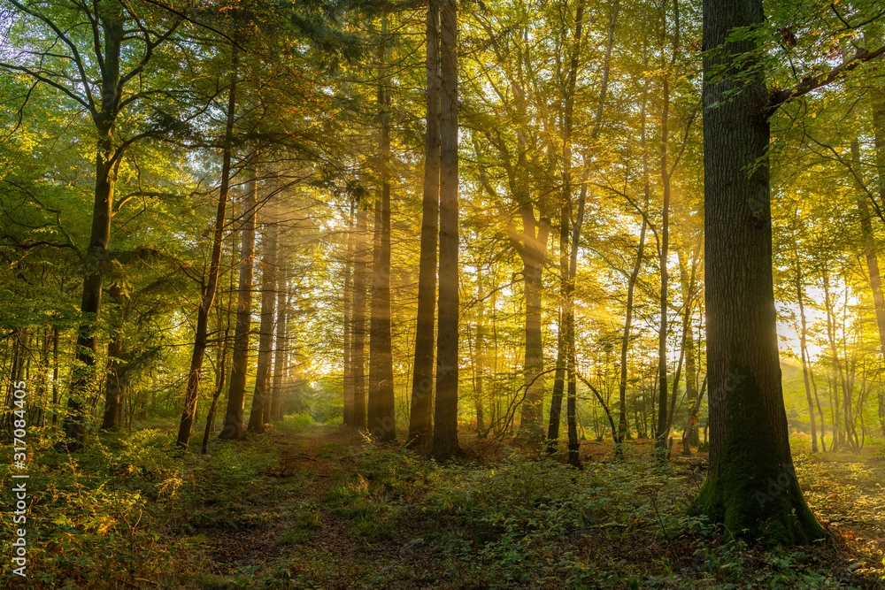 Obraz premium Parc de la Bouvaque w Abbeville