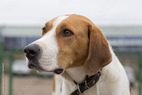 Portrait of cute russian hound. Close up. Pet animals. © tikhomirovsergey