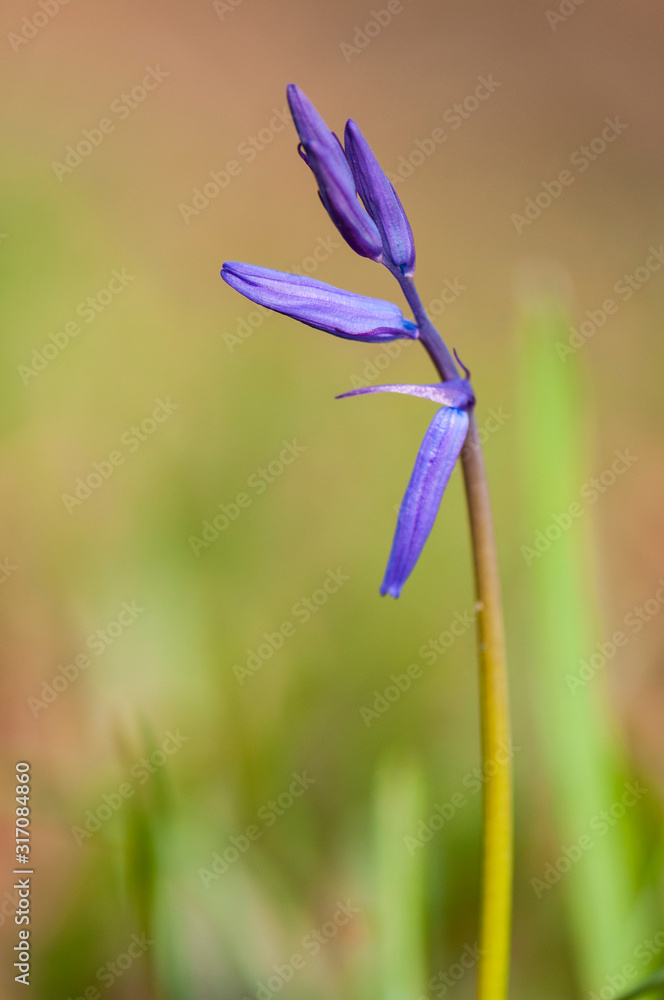 Jeune pousse de Jacinthe des bois (Jacinthe sauvage / Muguet bleu /  Hyacinthoides non-scripta) Photos | Adobe Stock