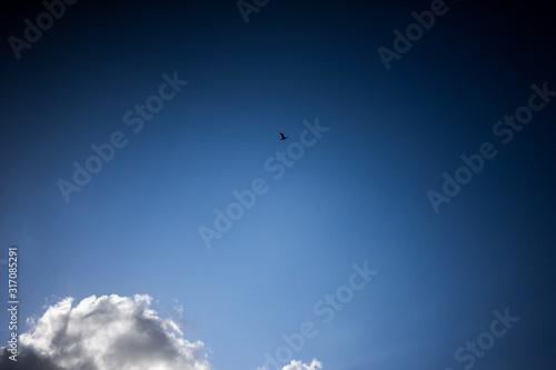 Blue bird flying over a cloud