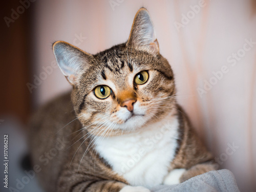 Fototapeta Naklejka Na Ścianę i Meble -  The muzzle of a cat close-up. The striped smooth-haired European domestic cat looks right into the frame