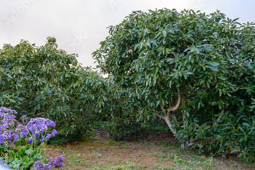 Cultivaion of healthy avocado fruits on La Palma island, Canary islands in Spain, young avocado trees growing on plantations in mountains photo