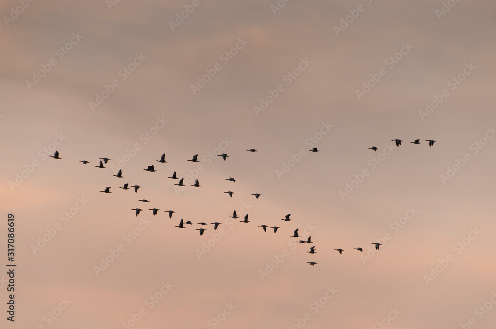 Vol de canards en fin de journée