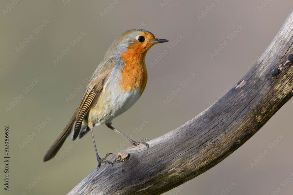 Fototapeta premium Robin bird