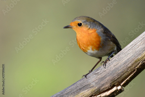 Robin on a branch © Suzana