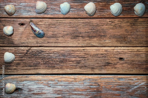 Sea shells on a background of old wood. Copy space