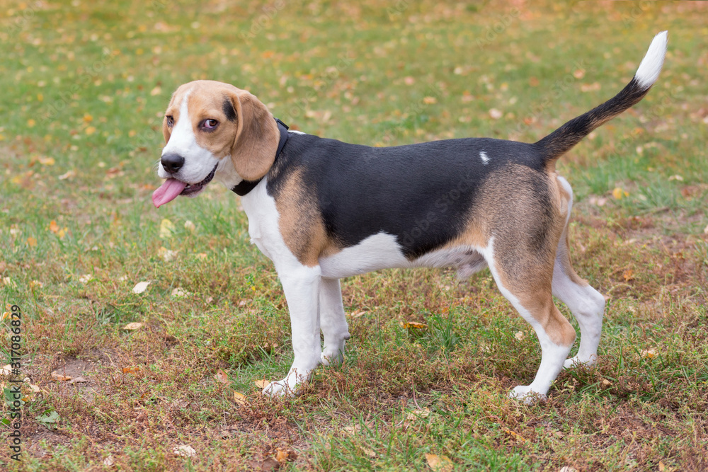 Cute beagle puppy is standing with lolling tongue in the autumn park. Pet animals.