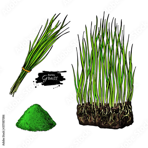 Barley grass and powder vector superfood drawing. Isolated hand drawn illustration