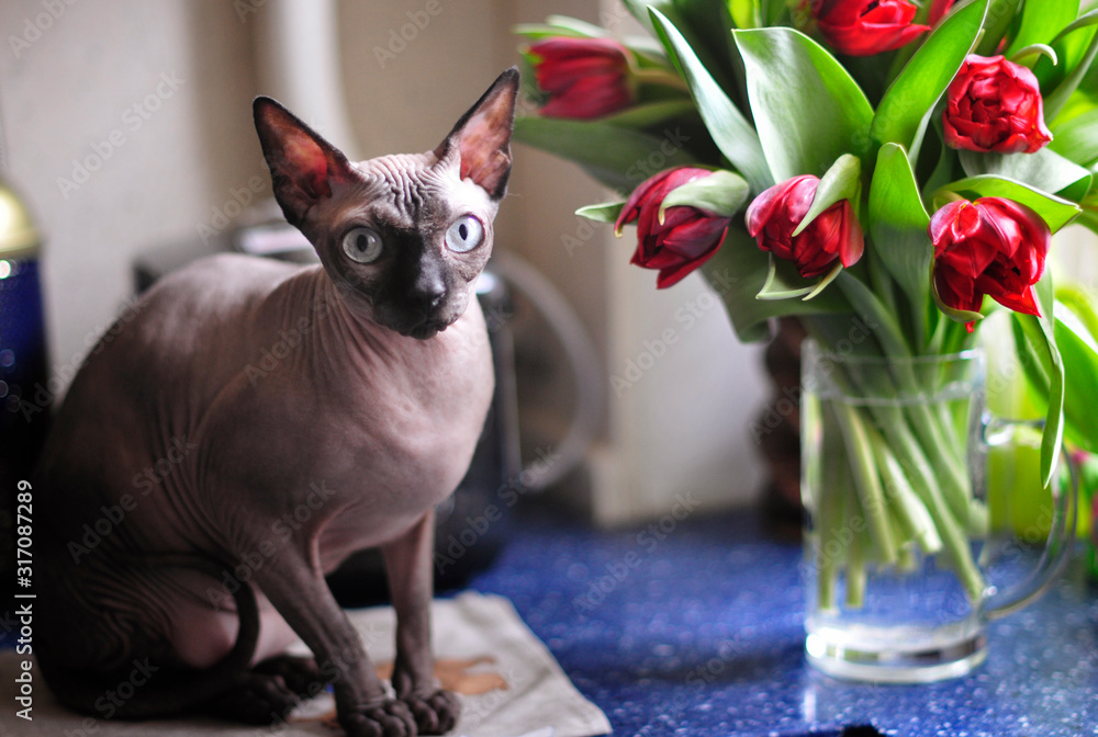 A graceful sphynx cat with blue eyes sits on a window next to a beautiful bouquet of red tulips.
