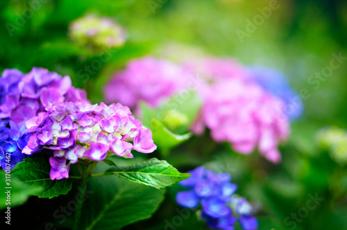blurred floral background. Violet and blue hydrangea in the summer garden. vivid photo of flowers