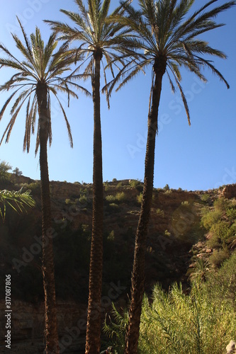 palm trees in a forest with blue sky