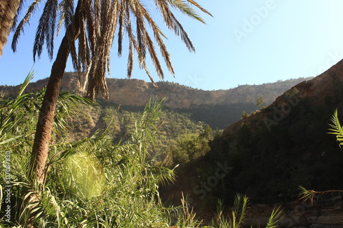 palm trees in a forest with blue sky