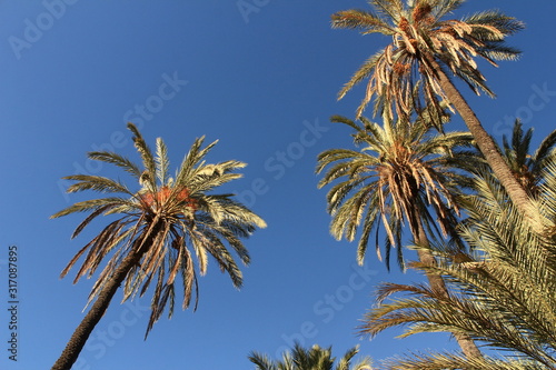 palm trees protrude into the sky, summer feeling © Vanessa