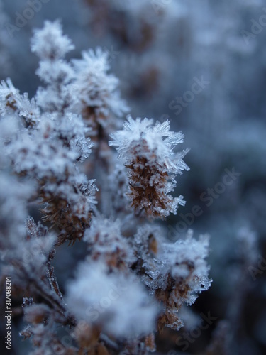 Gräser, Winter, Frost, Raureif, frozen, grass © TITUSGRAPHY.EU