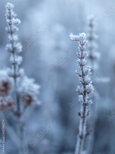 Pflanzen, Winter, Raureif, Frost, frozen plants
