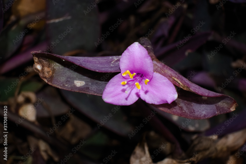 Wandering Jew Flower (Tradescantia pallida) Stock Photo Adobe Stock