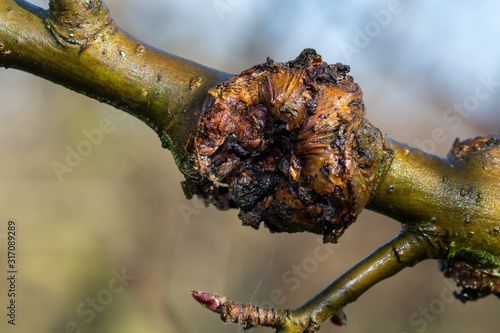 Close up of canker on an apple tree photo