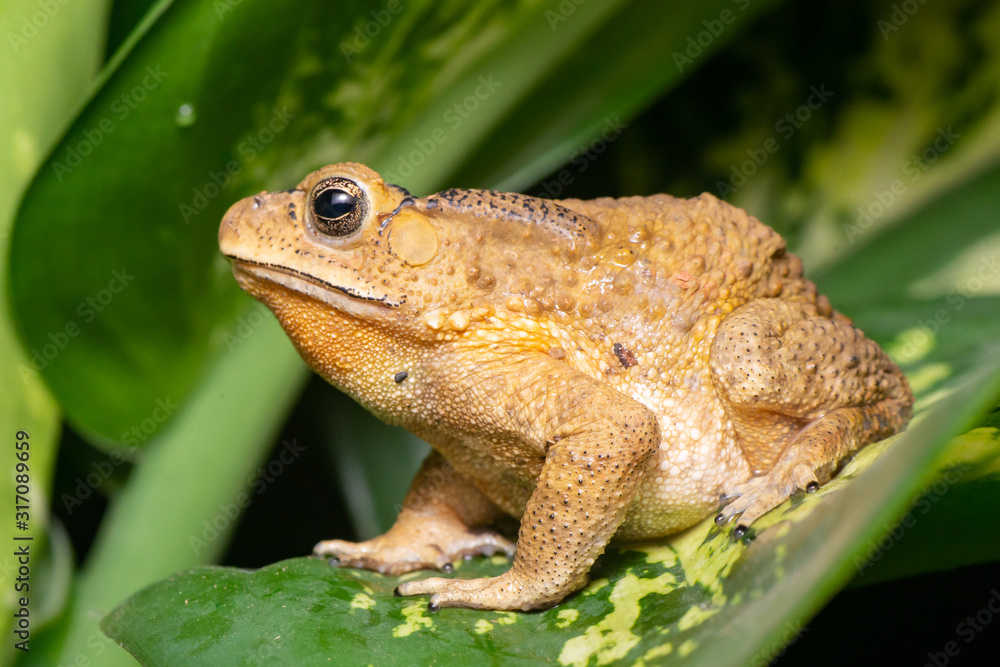 Asian common, Asian black-spined, black-spectacled, common Sunda and Javanese toad (Chordata, Amphibia, Anura, Bufonidae, Duttaphrynus melanostictus) resting on the leaf while facing the left side Asian common, Asian black-spined, black-spectacled, common Sunda and Javanese toad (Chordata, Amphibia, Anura, Bufonidae, Duttaphrynus melanostictus) resting on the leaf while facing the left side