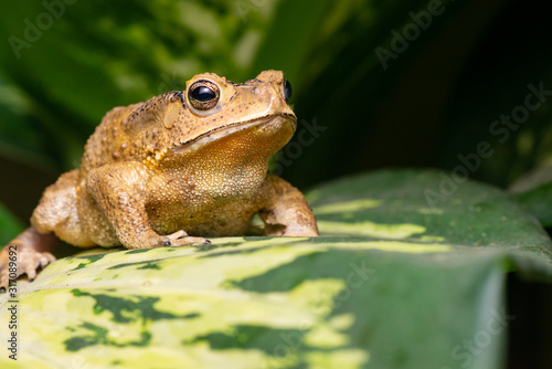 Front view of angry Asian black-spined, black-spectacled, common Sunda and Javanese toad (Chordata, Amphibia, Anura, Bufonidae, Duttaphrynus melanostictus) reveal the lower part and under mouth photo